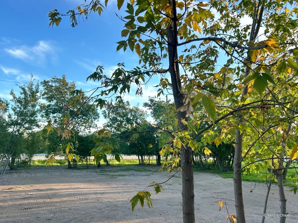 Autumn leaves framing the open grounds at Kelly’s Chalet