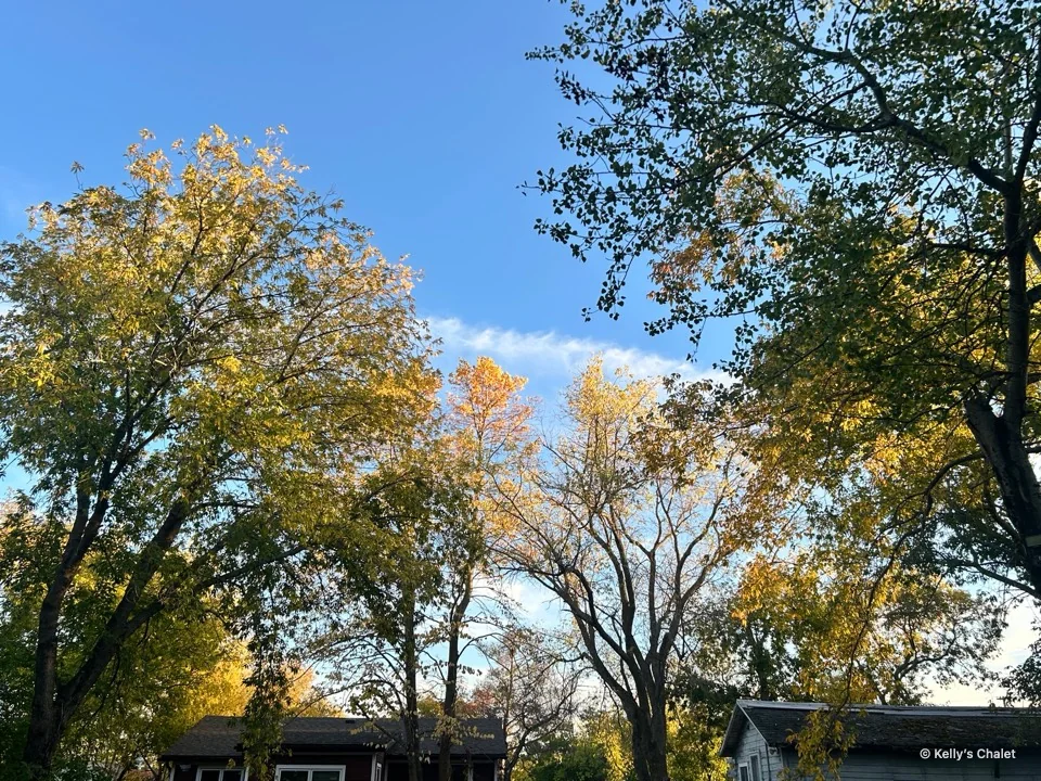 Autumn tree canopy against a clear blue sky at the chalet