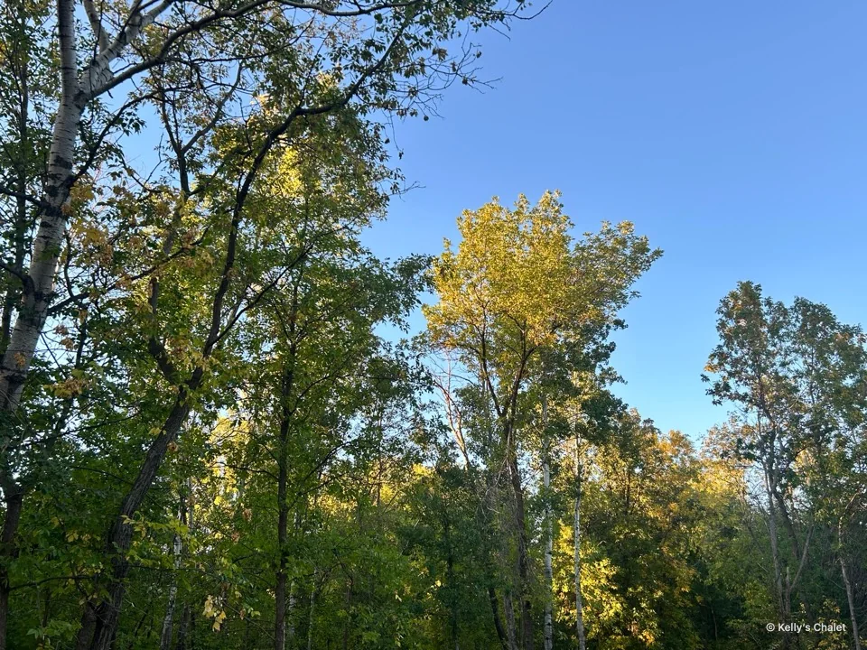 Birch trees and sunlit foliage around Kelly’s Chalet