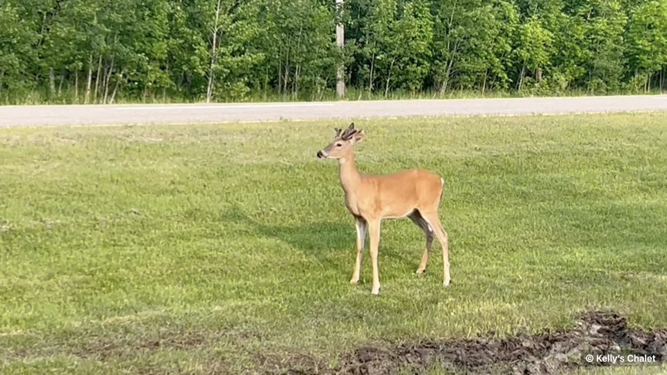 Deer in roadside grass in the surrounding area, away from Kelly’s Chalet