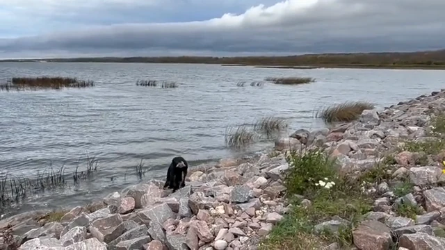 Dog beside rocks and open water in the Grand Beach area, away from Kelly’s Chalet