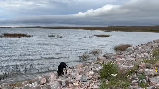Dog exploring the rocky shoreline in the Grand Beach area, away from Kelly’s Chalet
