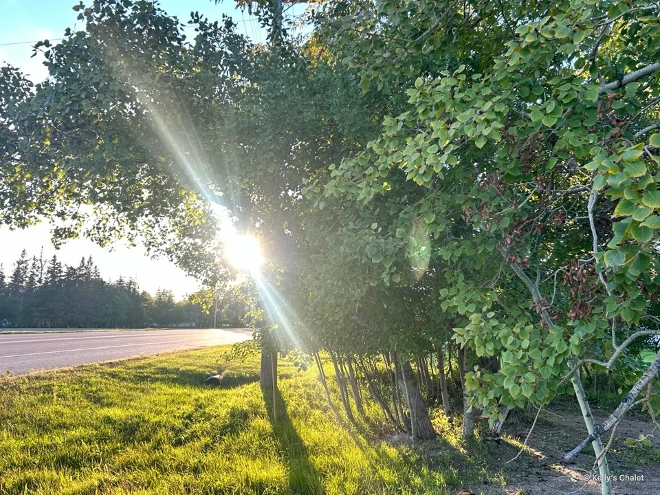 Late sunlight through leafy trees beside the chalet’s roadside grounds