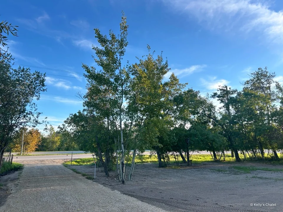Tree lined driveway and entrance at Kelly’s Chalet