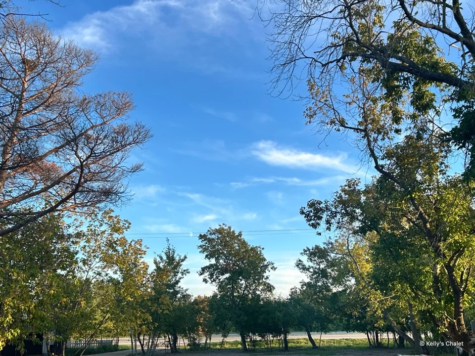 Trees framing open blue sky above the chalet grounds